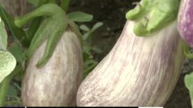 VIDEO Vinetele românești, o comoară culinară cu potențial de export în Orientul Mijlociu